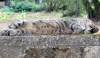 2009-pometo-gatto_1b