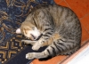 2009-pometo-gatto_2