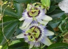 2011-a-maggio-pometo-passiflora