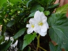 2011-c-20agosto-begonia