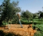 1975 carbognano-raccolta olive