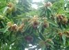 2012-carbognano-pometo-castagne_1