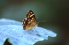 2007carbognano-pometo-farfalla