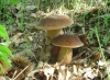 2012-carbognano-pometo-funghi-porcini5