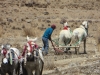 13lhasa110gyantse-9aprile2014-2