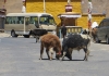 13lhasa111gyantse-9aprile2014-2