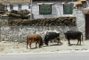 13lhasa111gyantse-9aprile2014